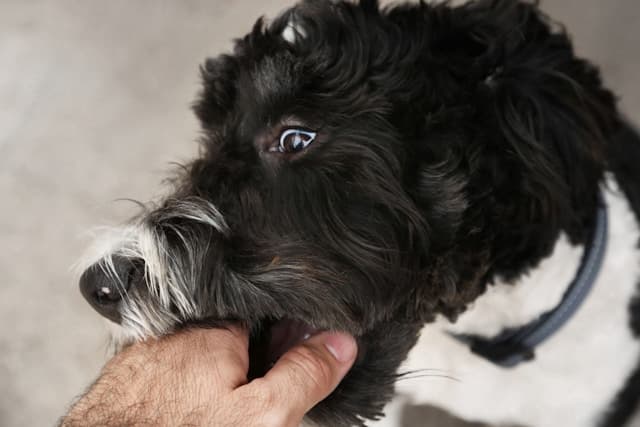 Dog Bites & Animal Attacks